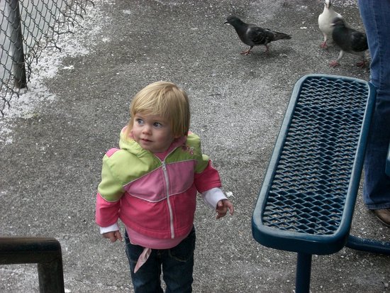 Feeding the birds. Feeding the birds.